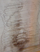 Leonardo's Great Lady - 2006